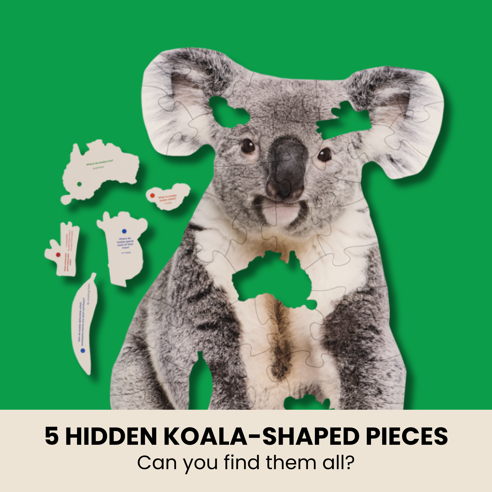 Koala puzzle  showing koala trivia on the back of each piece and 5 custom shapes
